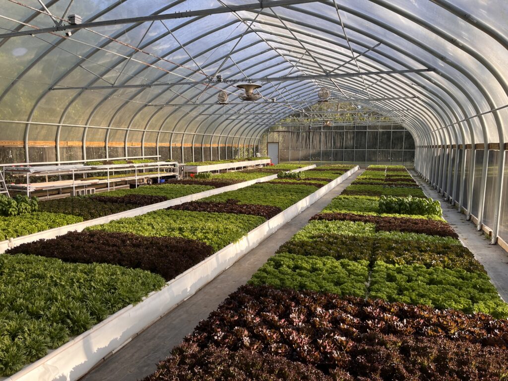 3 ground deep water culture troughs growing varieties of lettuce and basil in the custom aquaponic farm