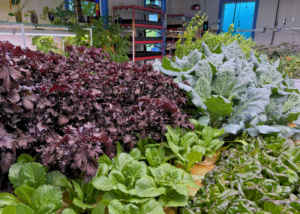 masano farm kale