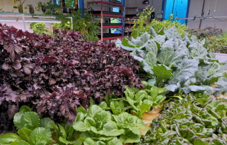 masano farm kale
