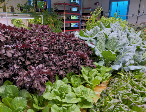 Harvest Moon Aquaponics