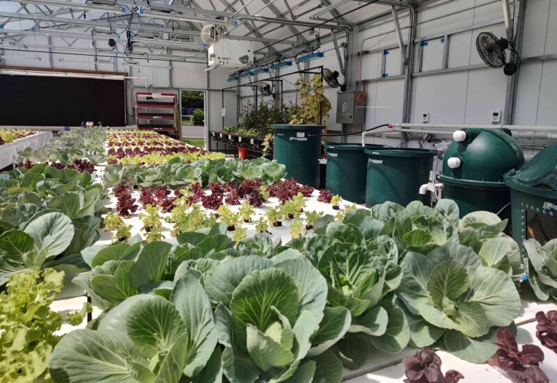 doug banks growasis lettuce