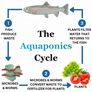 the aquaponics cycle