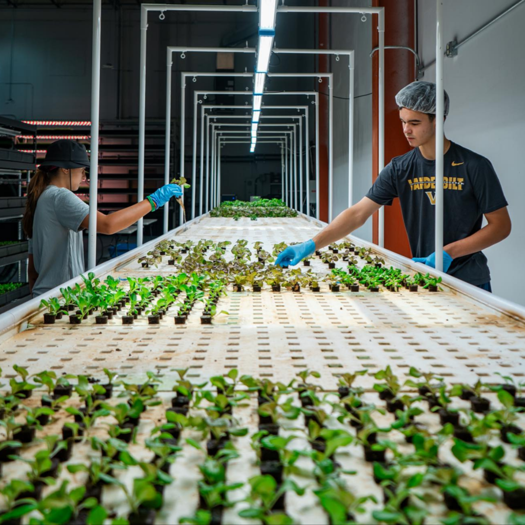 aquaponic lettuce MEI aquaponic lettuce DWC