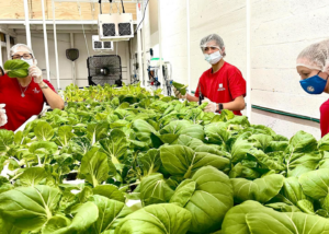 people with aquaponic lettuce