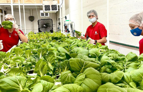 people with aquaponic lettuce