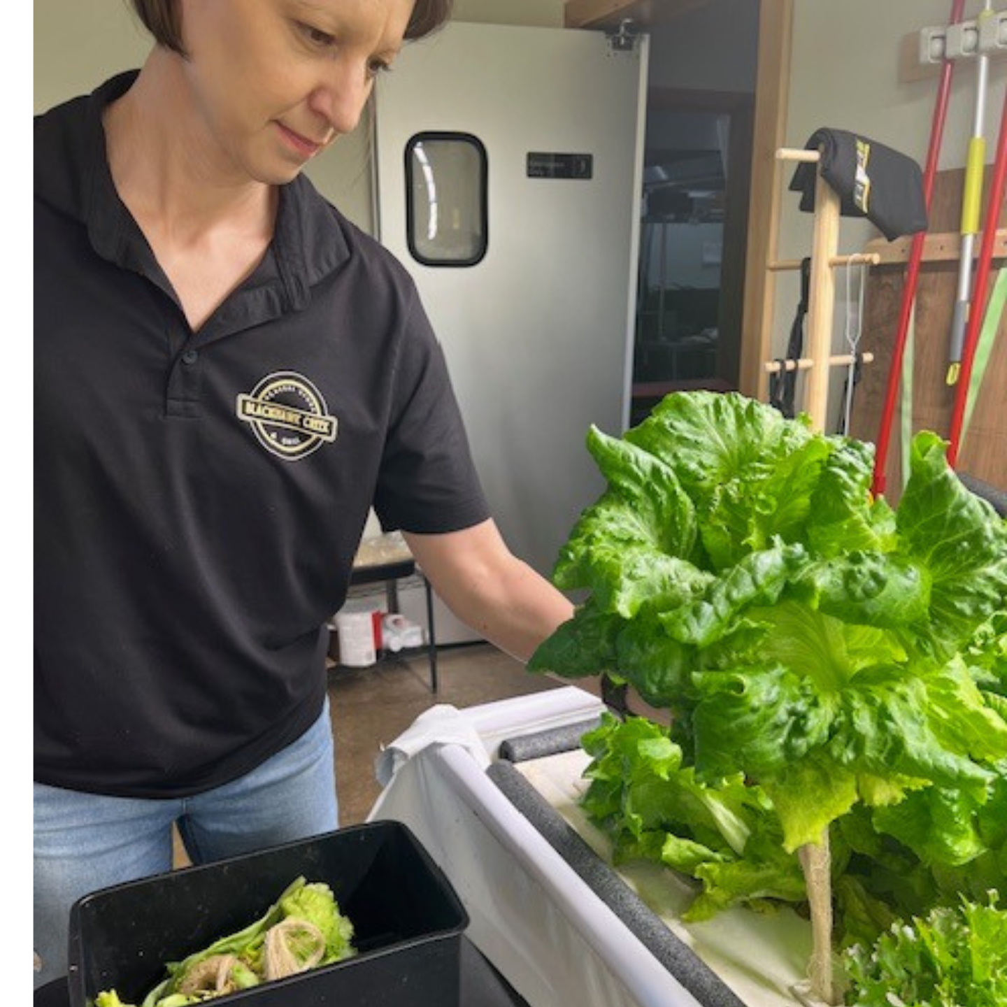 lee ann skinner lee ann skinner pulling lettuce from a raft board