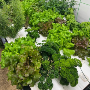 lettuce grown inside a resturant