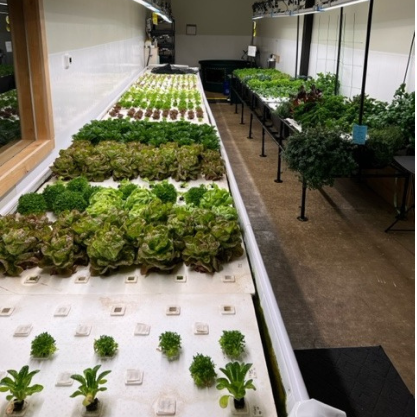 Lee Ann Skinner DWC lettuce growing in deep water culture
