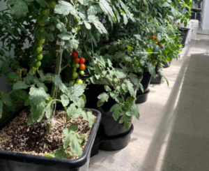 AutoPot Bucket System