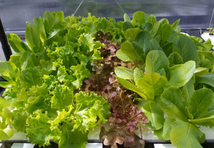 lettuce