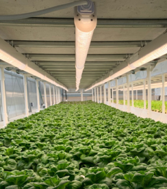 Thrive Infinity lights lettuce