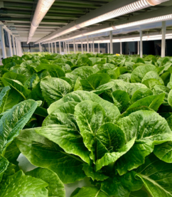 Thrive Infinity lights lettuce