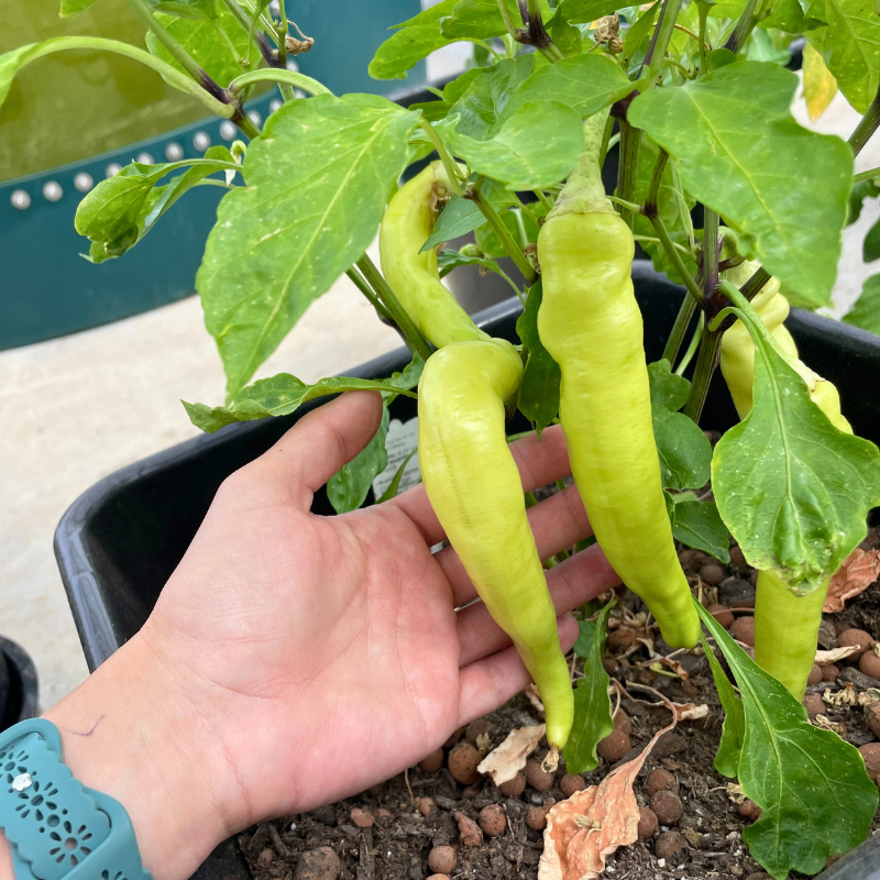 AutoPot Bucket System