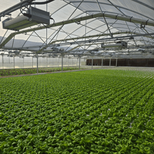 Hydroponic Systems