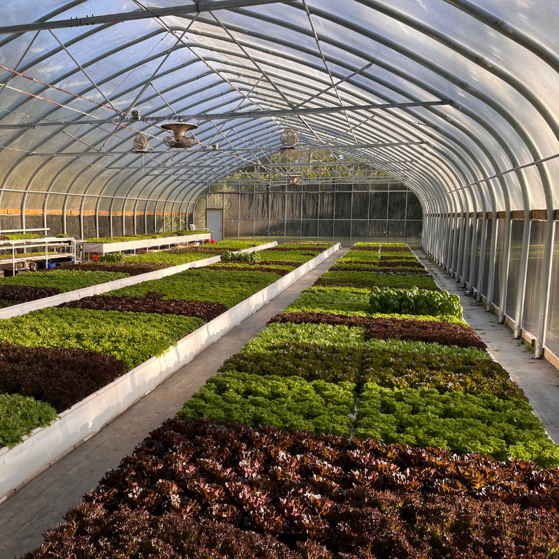 growasis ground