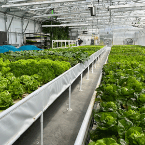 growasis elevated