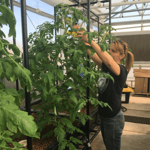 Aquaponics Basics Class