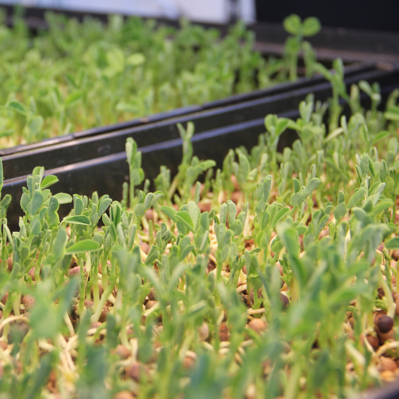 microgreens