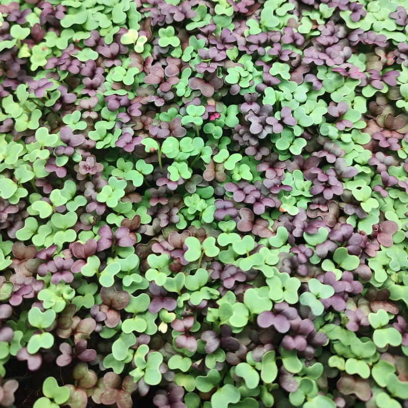 microgreens