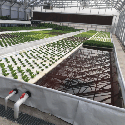 growasis ground growasis ground