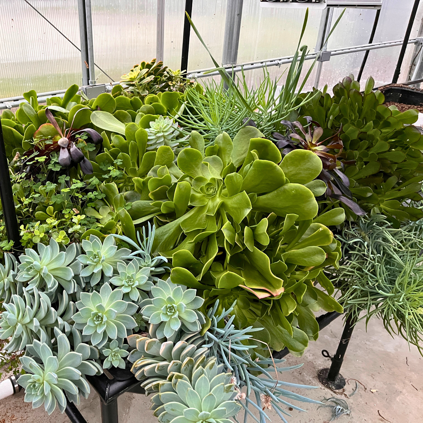 succulents