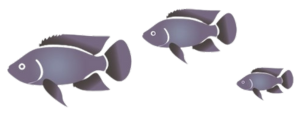 fish fish