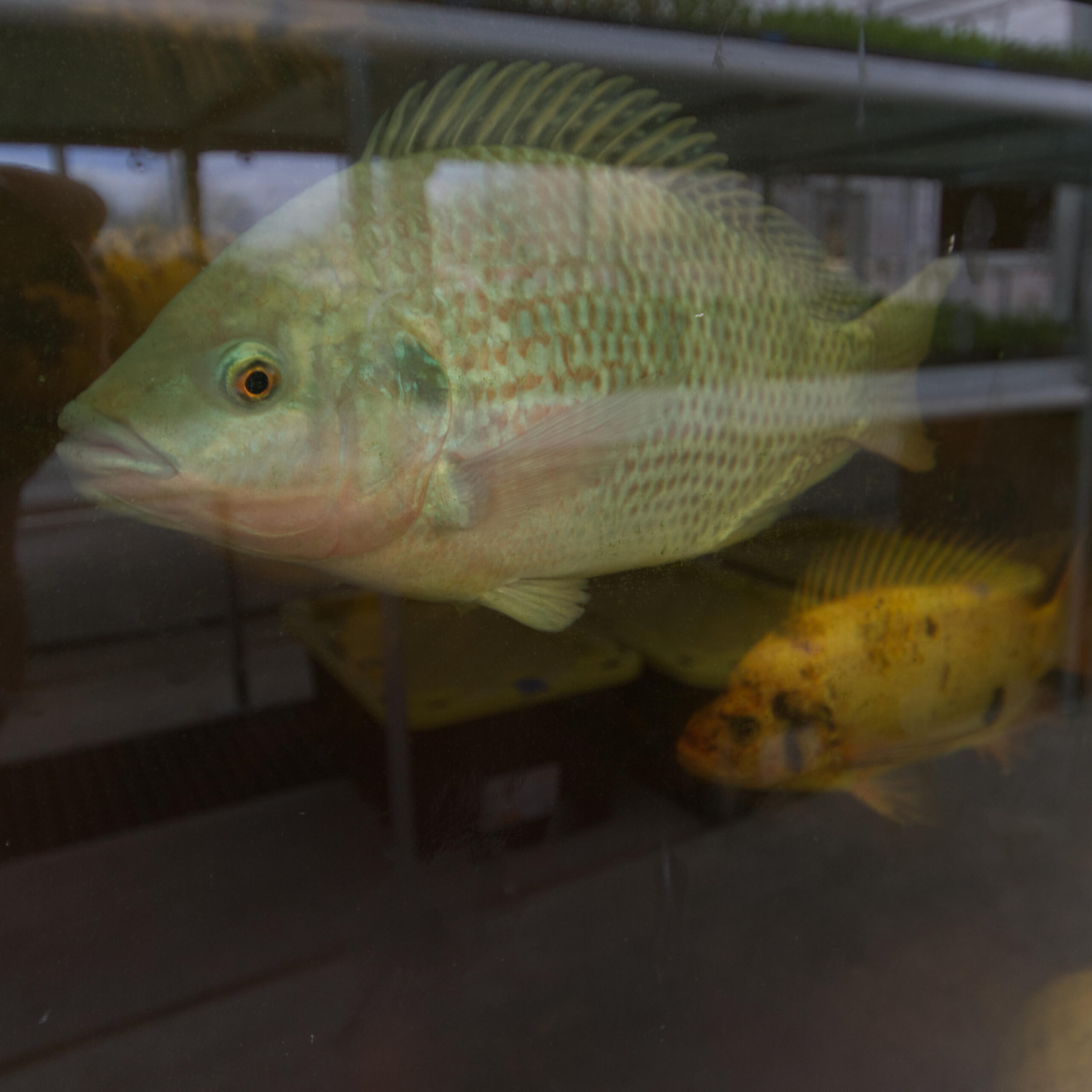 Clean water flowing over a surface