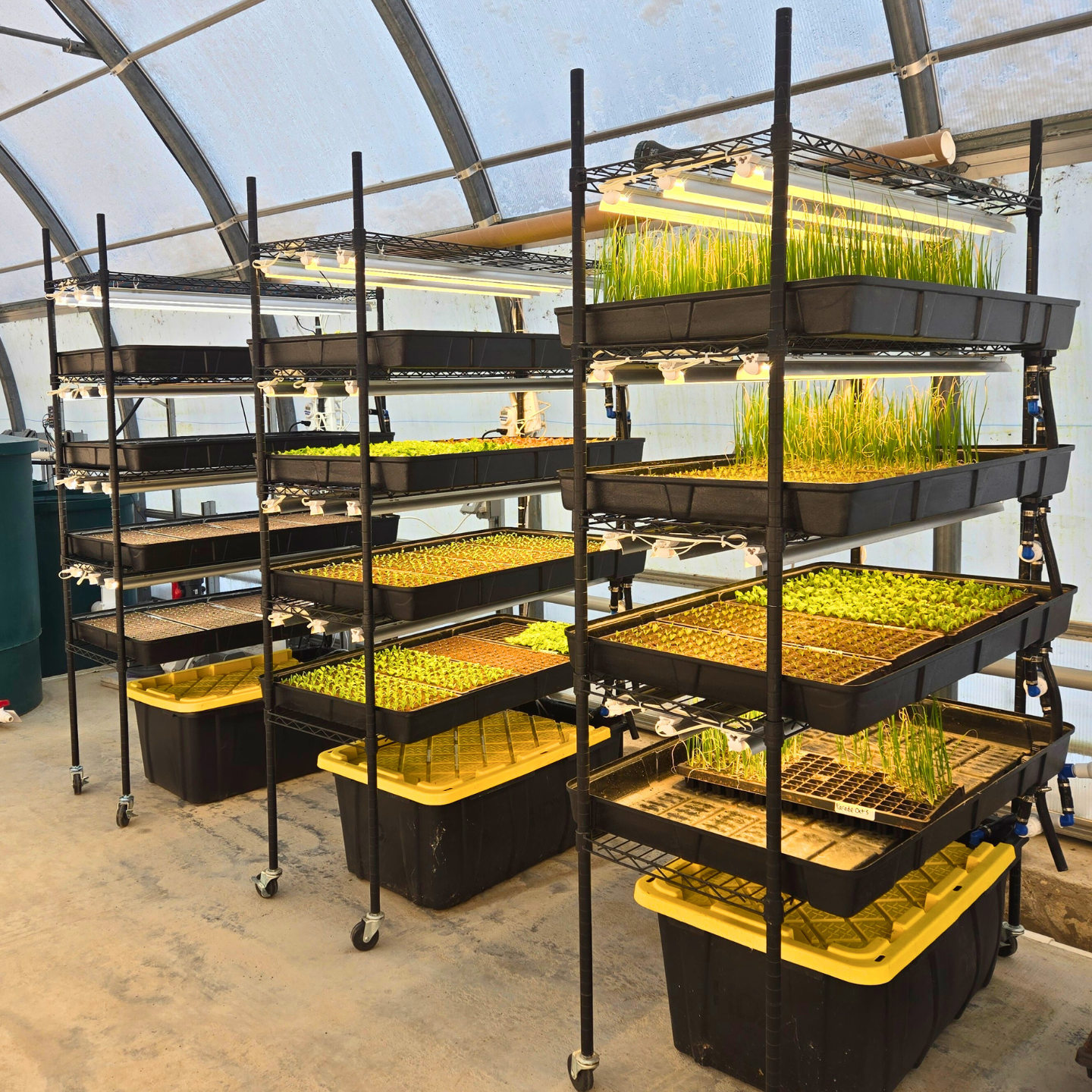 taproot growasis 4-tier nursery