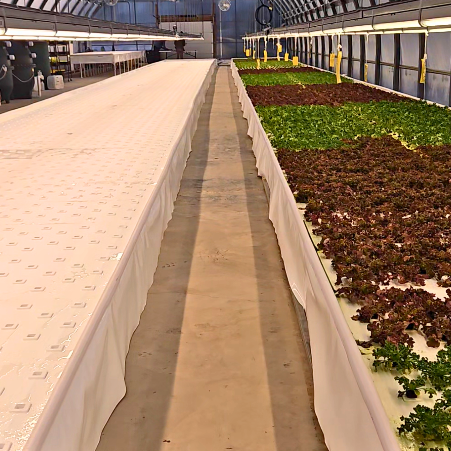 taproot growasis ground dwc