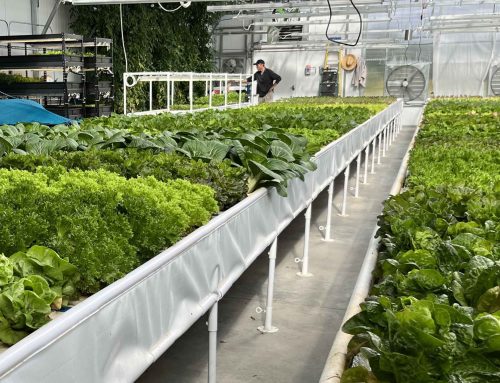 Coupled vs. Decoupled Aquaponics Systems: What is the Difference?