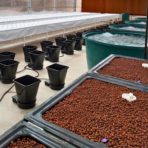 flourish fish farm 2000