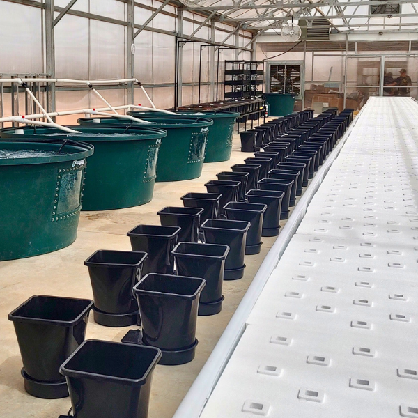 flourish fish farm 2000