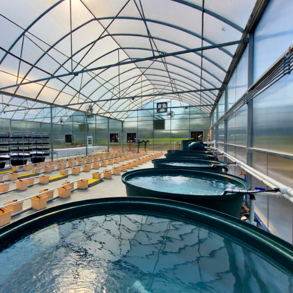 flourish fish farm 2000