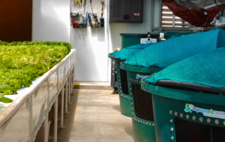 aquaponics vs hydroponics
