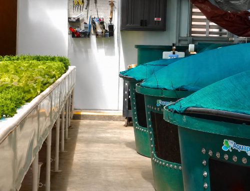 Aquaponics vs. Hydroponics: What’s the Difference & Which is Best for You?
