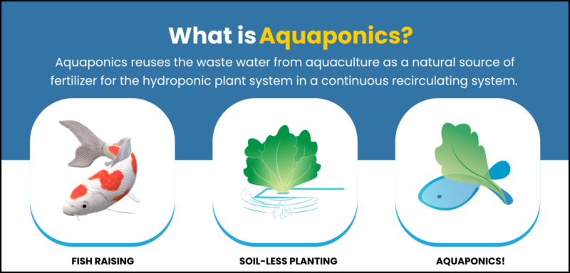 What Is Aquaponics
