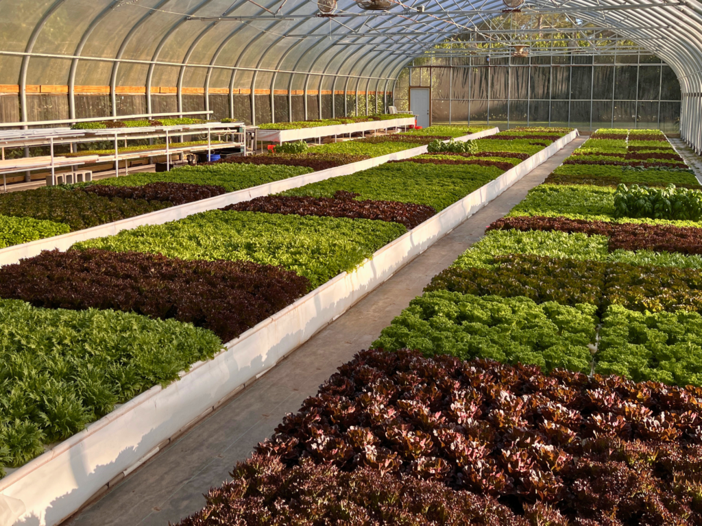 aquaponic farm