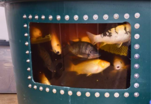 fish tank fish tank