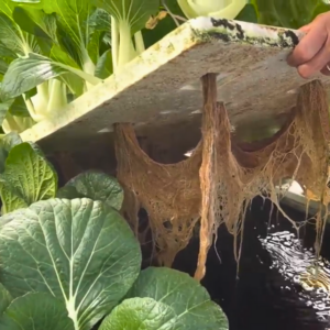 home hydroponics