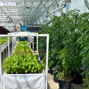 hydroponics