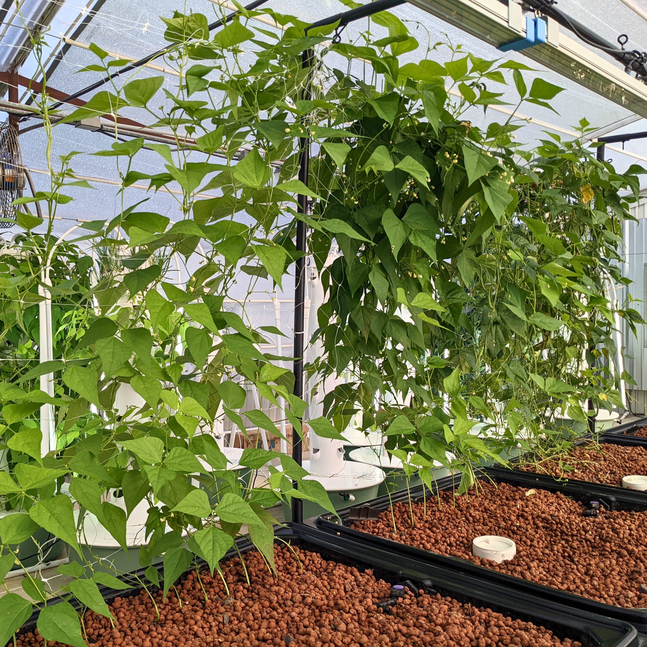 hydroponic media
