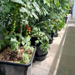 hydroponic buckets