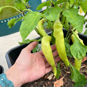 hydroponic buckets