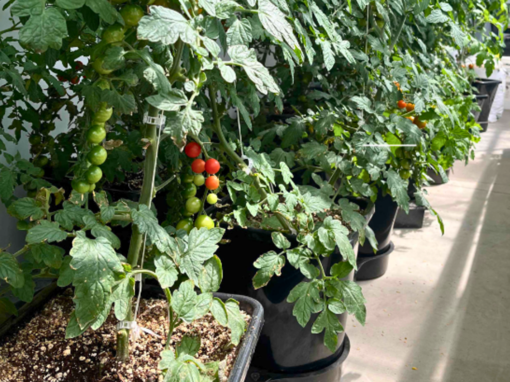 hydroponic buckets
