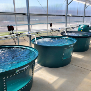 fish tanks