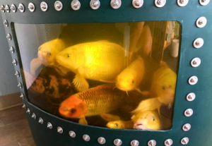 fish fish