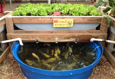 growhaus fish tank