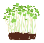 microgreen (1) microgreen (1)