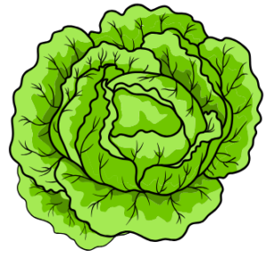 lettuce